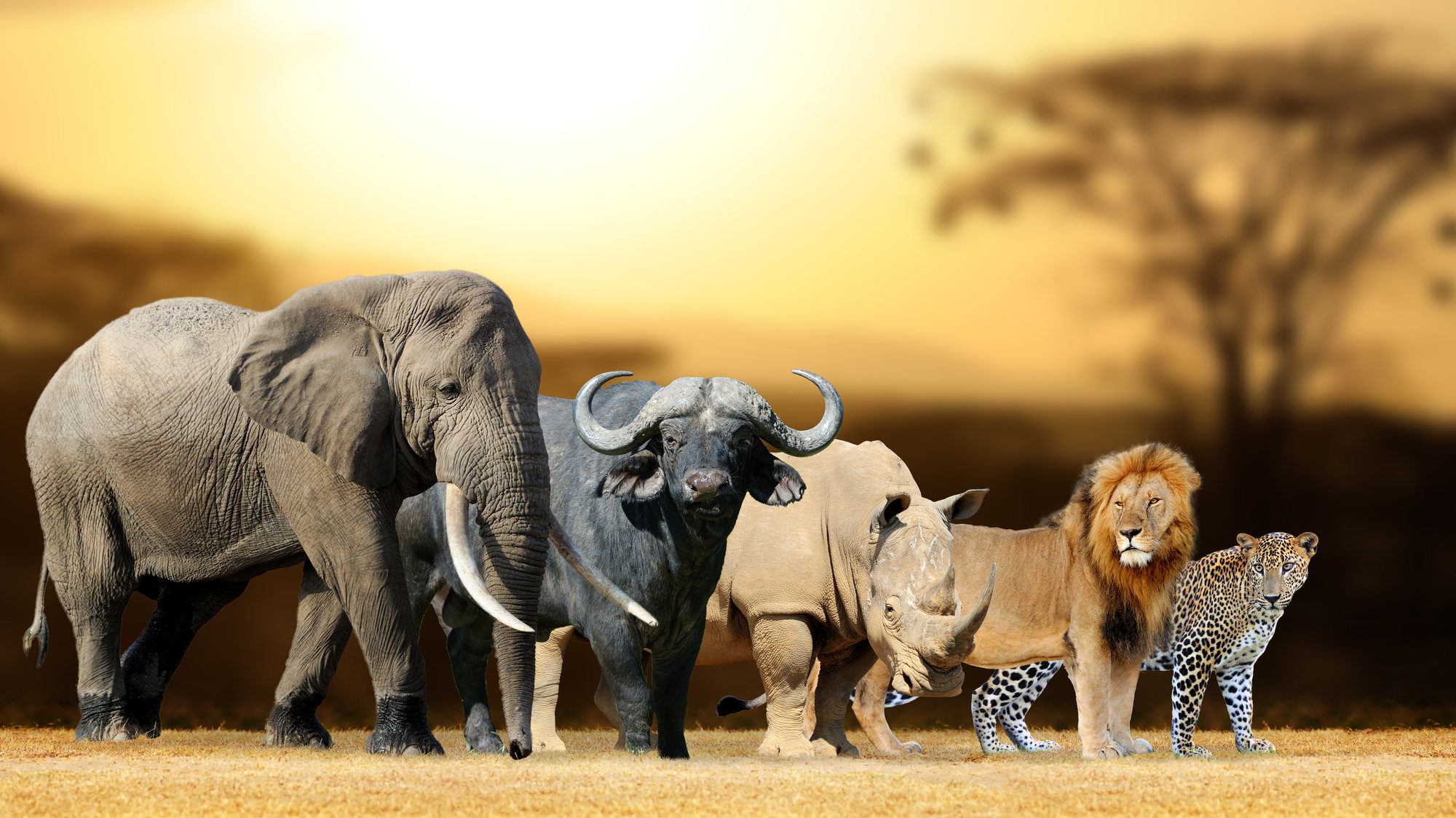 The Big Five of Tanzania together on golden savannah at sunset: elephant, buffalo, rhino, lion and leopard.