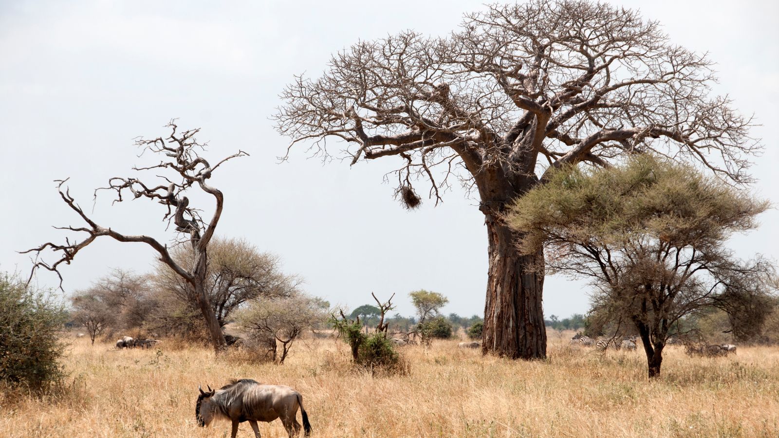 Ancient baobab trees standing over dry savannah in Tarangire National Park