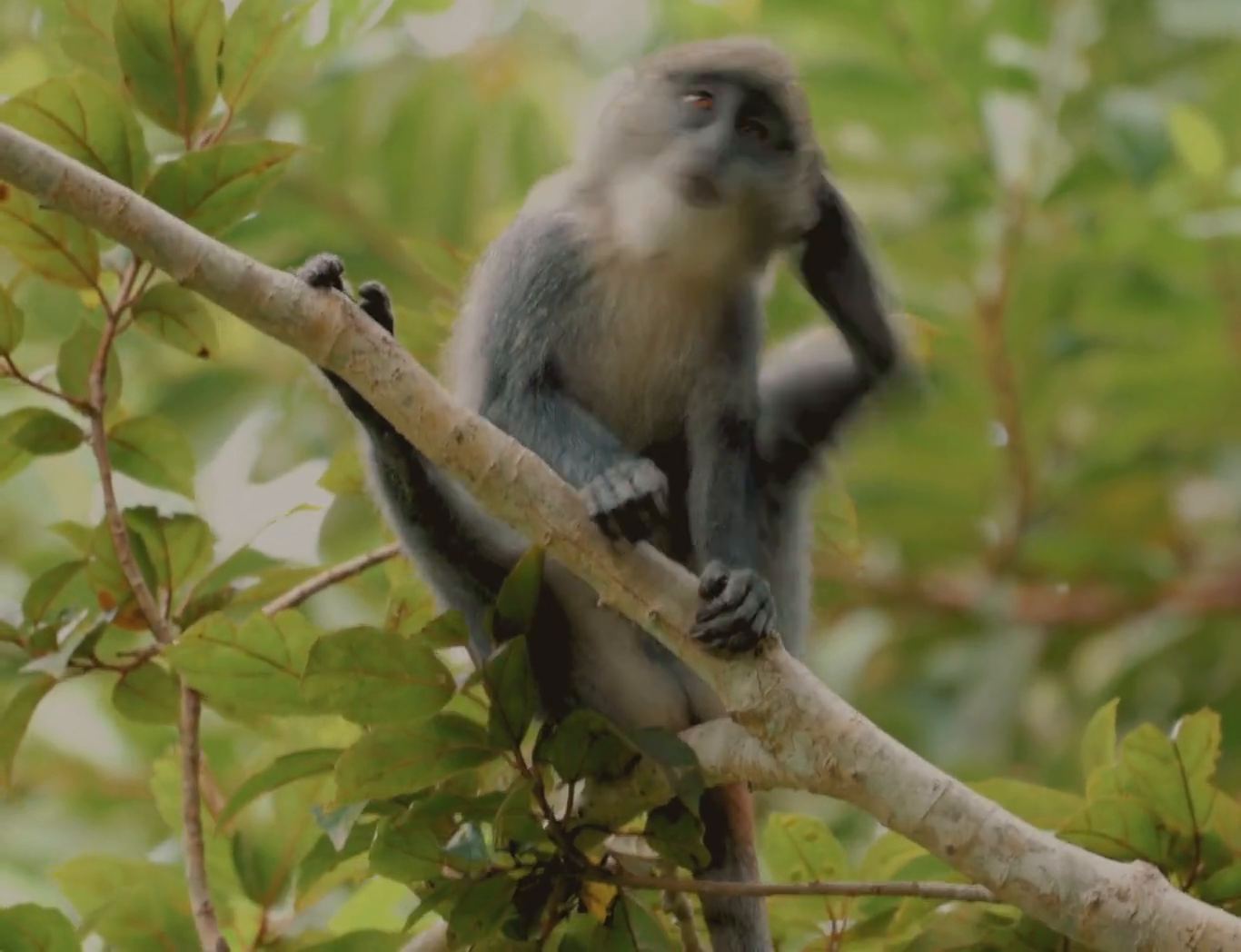 A monkey resting on a branch in dense green forest canopy