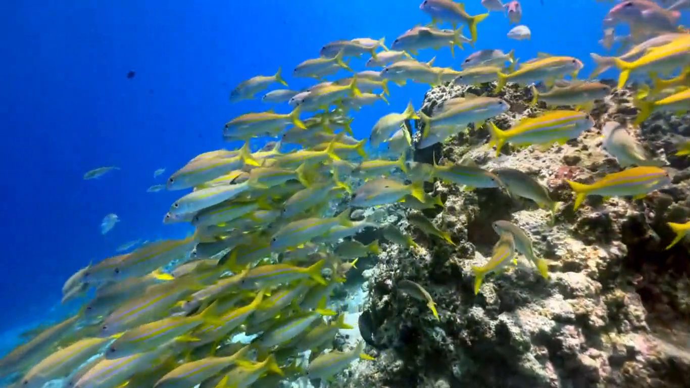 A shoal of reef fish moving over coral in the clear water off Zanzibar.