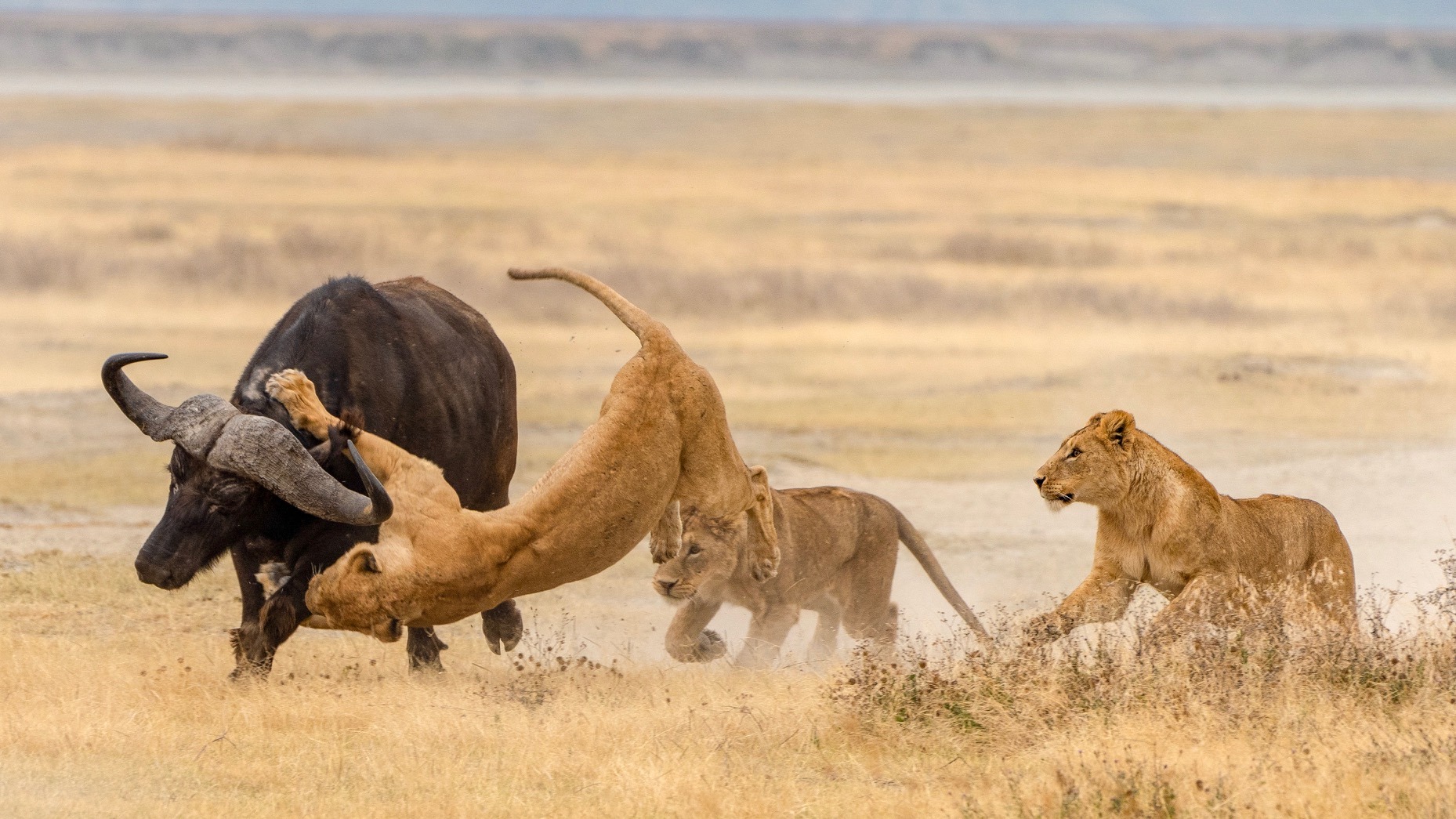 Lionesses wrestling a buffalo