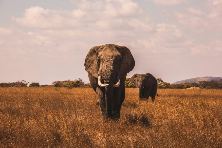 Graceful elephant strolling through the savannah, a majestic presence in its natural habitat