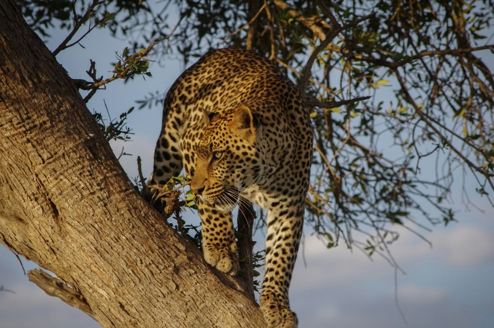 Leopard on a tree at Serengeti