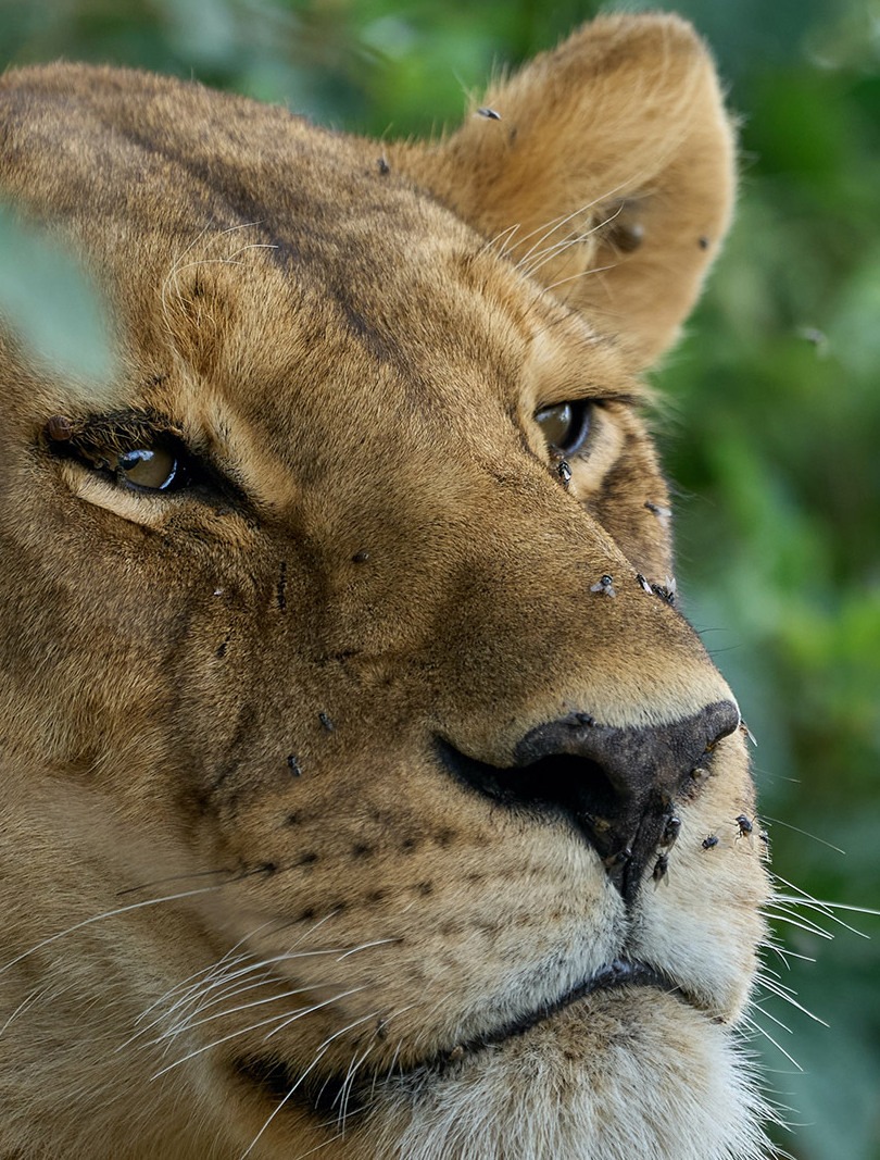 A starring lioness