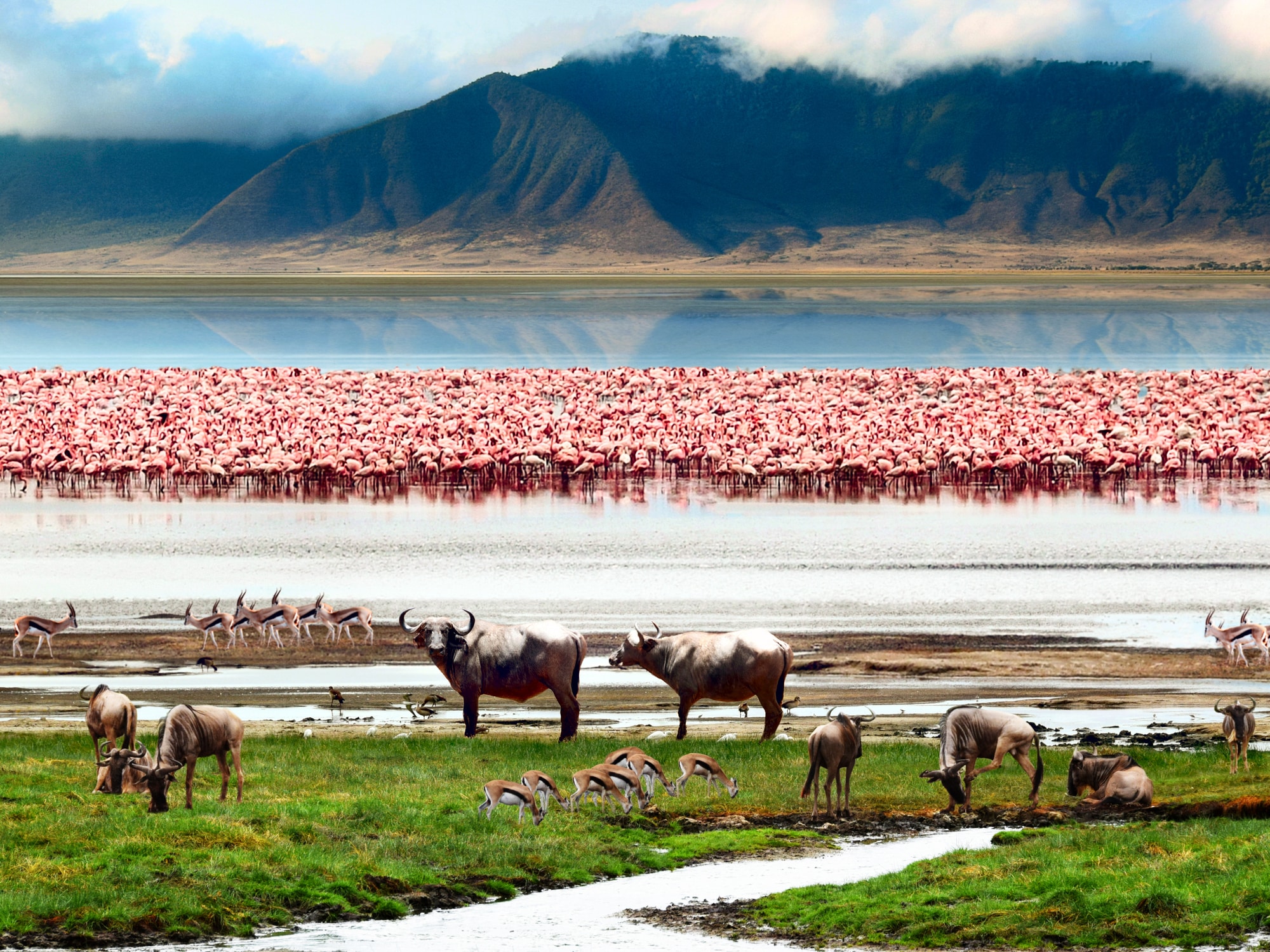 Landscape of African wildlife