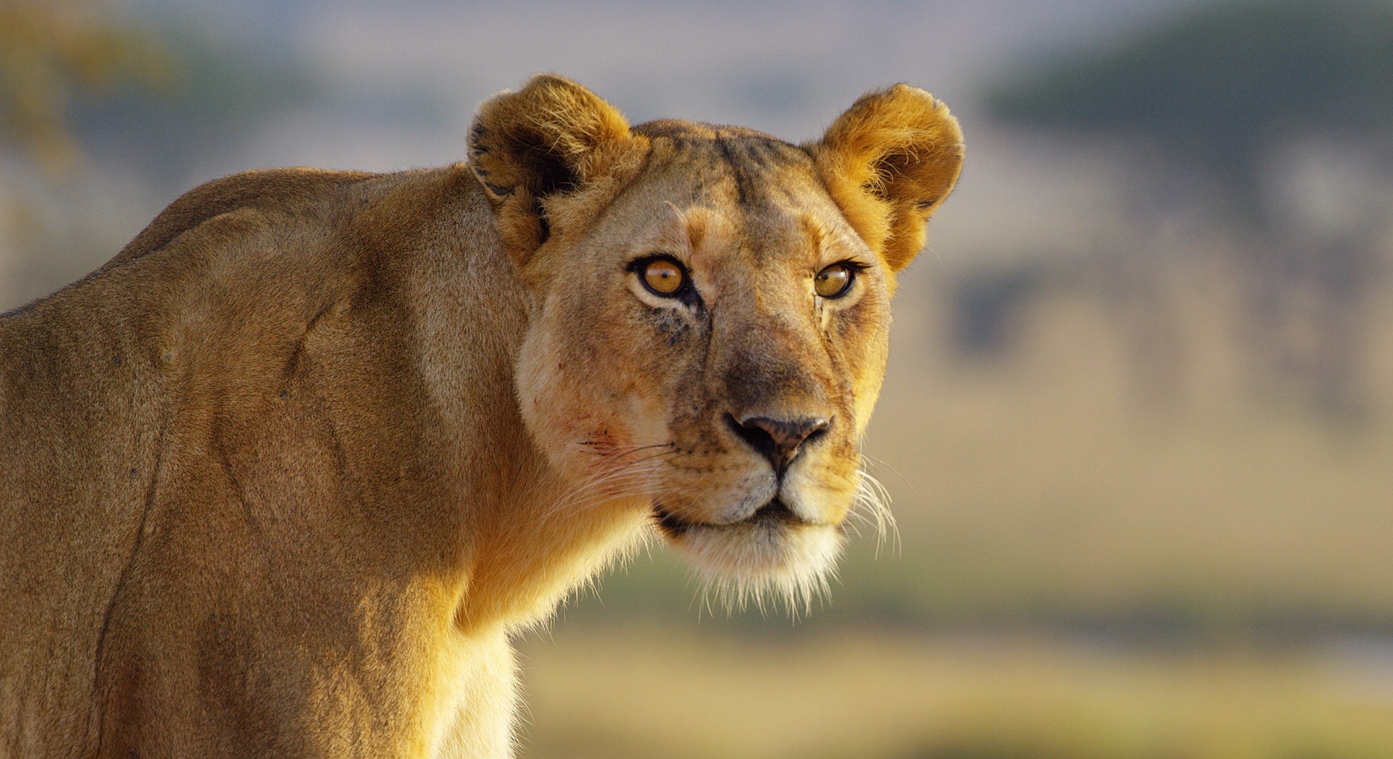 Regal lioness fixating on the horizon in the Serengeti