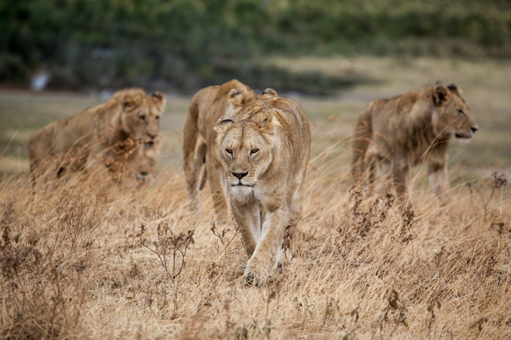 lions-in-wilderness