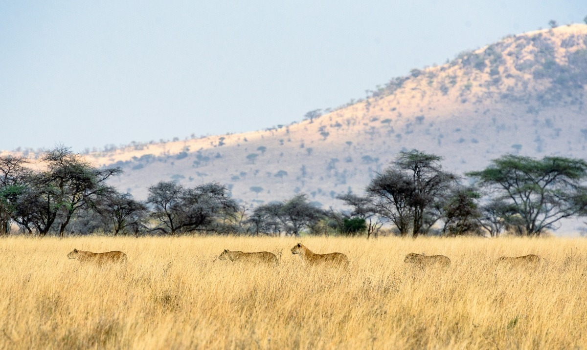 serengeti-lions