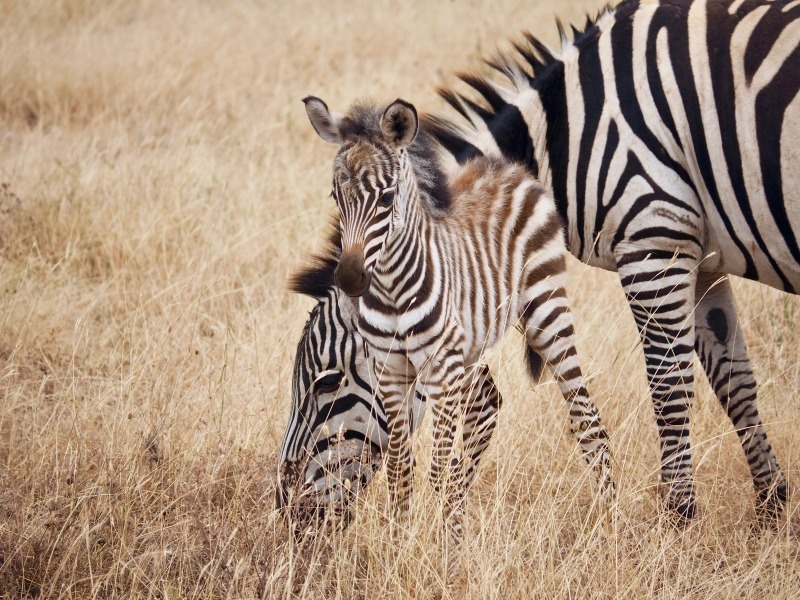 Zebra gracefully grazing on the savannah, a serene moment captured in their natural habitat